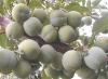 Prunus domestica 'Zelená renklóda' - slivoň