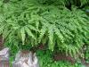 Adiantum pedatum - netík