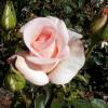 Rosa 'Flamingo' - růže