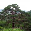 Pinus densiflora - borovice hustokvětá