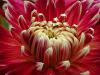 Dahlia - jiřinka