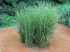 Miscanthus sinensis 'Strictus' - ozdobnice čínská