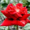 Rosa 'Kronenburg' - růže