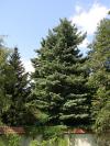 Pinus strobus - borovice vejmutovka