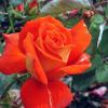 Rosa 'Las Vegas' - růže