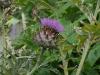 Cynara scolymus - artyčok zeleninový
