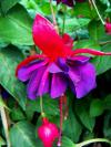 Fuchsia x hybrida 'Voodoo' - fuchsie, čílko