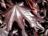 Acer platanoides 'Crimson Sentry'™ - javor mléč