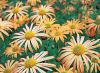 Chrysanthemum, skupina Rubellum 'Mary Stoker' - listopadka, chryzantéma (READERS DIGEST VÝBĚR)