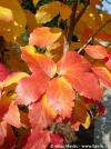 Parrotia persica 'Vanessa' - parotie perská