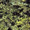 Ligustrum obtusifolium var. regelianum - ptačí zob tupolistý