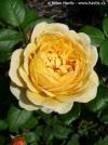 Rosa 'Charles Darwin' - růže