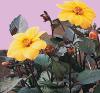 Dahlia 'Yellow Hammer' - jiřinka (READERS DIGEST VÝBĚR)