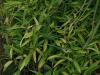Arundinaria viridi-striata - rákosovec zelenopruhý