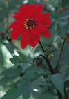 Dahlia 'Bishop of Llandaff' - jiřinka (READERS DIGEST VÝBĚR)