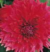 Dahlia 'Zorro' - jiřinka (READERS DIGEST VÝBĚR)