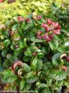 Leucothoe axillaris 'CURLY RED'® - leucothoe