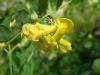 Colutea arborescens - žanovec měchýřník