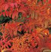 Sorbus sargentiana - jeřáb Sargentův  (READERS DIGEST VÝBĚR)