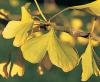 Ginkgo biloba - jinan dvoulaločný (READERS DIGEST VÝBĚR)