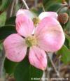 Cornus kousa 'Satomi Compact' - dřín japonský, svída japonská