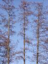 Alnus glutinosa - olše lepkavá