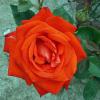 Rosa 'Lidka' - růže