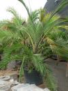 Palmy - vegetativní množení palem:  Phoenix reclinata (Palmy a cycasy)