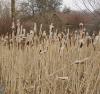 Trávy a bambusy - Typha