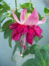 Fuchsia x hybrida 'Seventh Heaven' - fuchsie, čílko