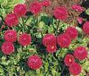 Bellis perennis 'Kito' - sedmikráska obecná (READERS DIGEST VÝBĚR)
