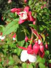 Fuchsia x hybrida Hanna (Ballerina) - fuchsie, čílko