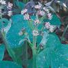 Petasites fragrans - devětsil vonný (READERS DIGEST VÝBĚR)