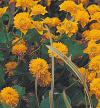Caltha palustris var. palustris 'Plena' - blatouch bahenní pravý (READERS DIGEST VÝBĚR)