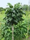 Fraxinus excelsior 'Crispa' - jasan ztepilý