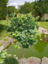 Ginkgo biloba 'Mariken' - jinan dvoulaločný