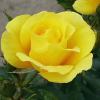 Rosa 'Miss Harp' - růže