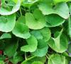 Centella asiatica - pupečník asijský, Gotu Kola