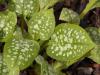 Pulmonaria officinalis - plicník lékařský