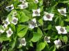 Cornus canadensis - svída kanadská