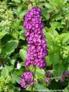 Buddleja davidii 'Royal red' - motýlí keř, komule Davidova