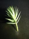 Řízkování jehličnanů: Cunninghamia lanceolata - ostrolistec kopinatý [foto_1]