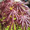 Acer palmatum Trompenburg - javor dlanitolistý