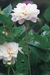 Dahlia 'Porcelain' - jiřinka (READERS DIGEST VÝBĚR)