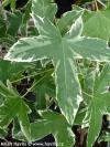 Liquidambar styraciflua 'Silver King' - ambroň západní
