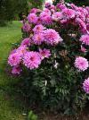 Dahlia - jiřina (PROVOBIS)