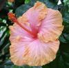 Ibišek - Hibiscus rosa-sinensis