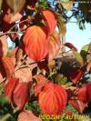 Cornus kousa 'Heart Throb'® - dřín japonský, svída japonská
