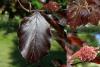 Rostliny na stříhané živé ploty: Fagus sylvatica ’Purpurea’ - buk červenolistý