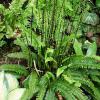 Blechnum spicant - žebrovnice různolistá